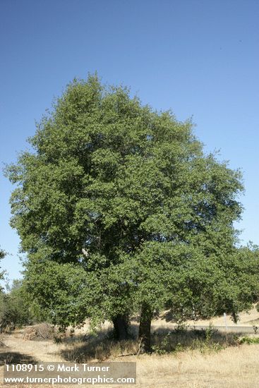 Interior Live Oak