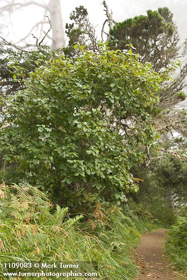 Cascara along trail