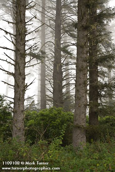 Sika Spruce forest w/ Pacific Wax-myrtle understory