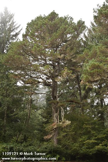 Bishop Pine