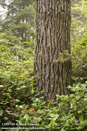 Bishop Pine trunk w/ Salal understory