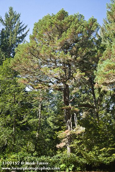Bishop Pine