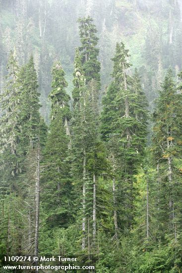 Silver Firs & Mountain Hemlocks