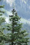 Maple Pass, Washington
