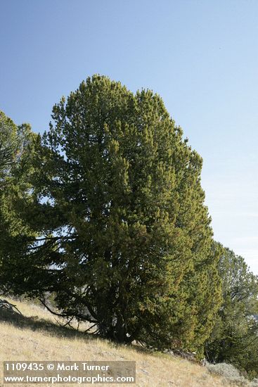 Whitebark Pine