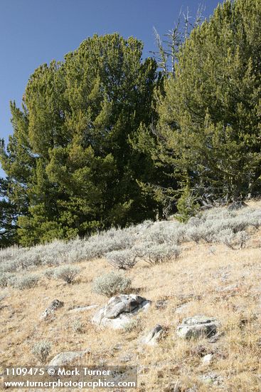 Whitebark Pines w/ Low Sagebrush in meadow fgnd