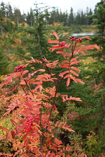 Sitka Mountain Ash berries & fall foliage w/ Picture Lake soft bkgnd