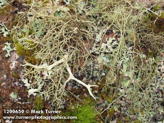 Lichens on Red Alder trunk