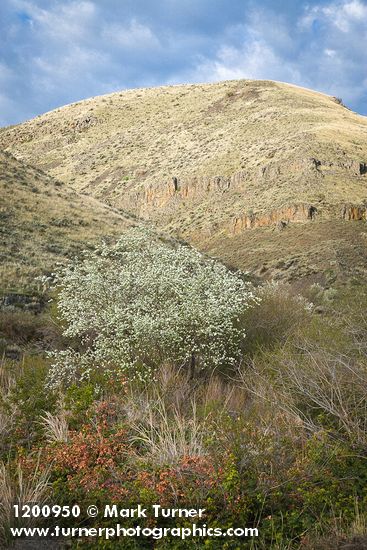 Amelanchier alnifolia