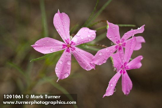 Snake River Phlox blossoms
