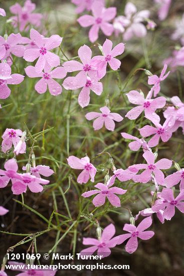 Snake River Phlox blossoms