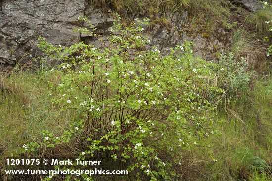 Barton's Raspberry at base of basalt cliff