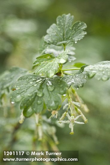 Snake River Gooseberry blossom & foliage w/ raindrops