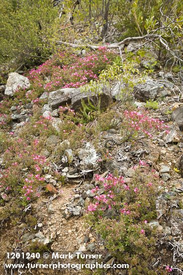 Siskiyou Kalmiopsis