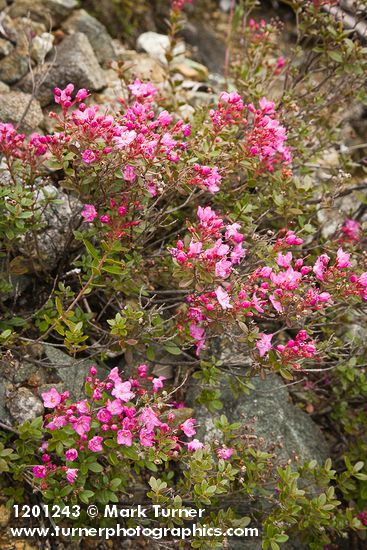 Siskiyou Kalmiopsis