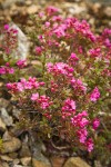 Siskiyou Kalmiopsis