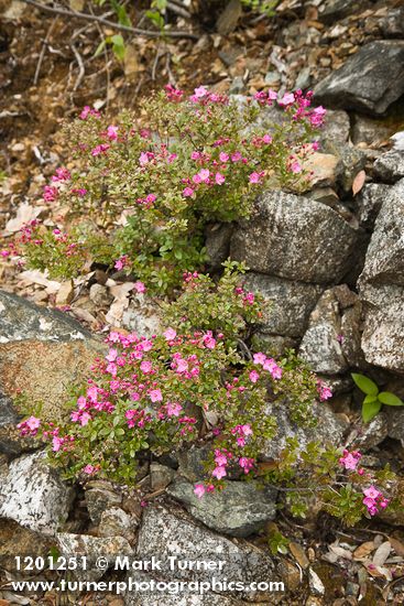 Siskiyou Kalmiopsis