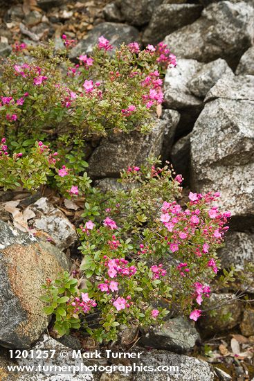 Siskiyou Kalmiopsis