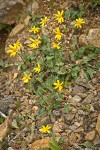Serpentine Arnica
