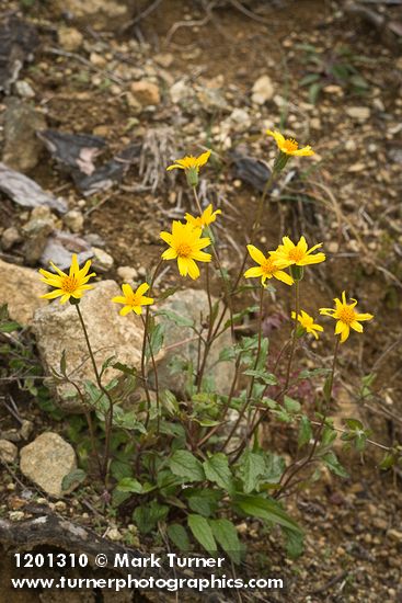 Serpentine Arnica