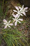 Yellowleaf Iris