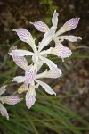 Yellowleaf Iris blossoms