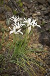 Yellowleaf Iris