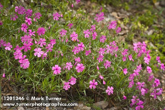 Showy Phlox