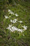 Yellowleaf Iris