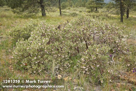 Hoary Manzanita