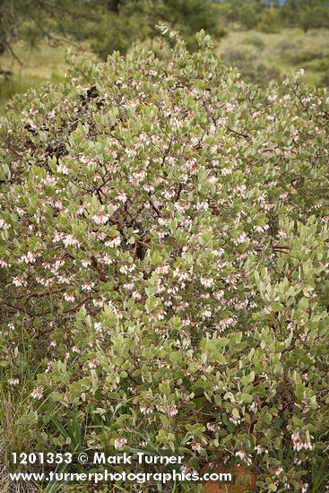 Hoary Manzanita