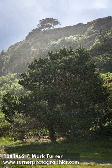 Monterey Pine