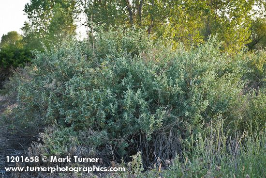 Big Saltbush