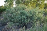 Big Saltbush