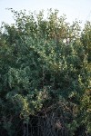 Big Saltbush