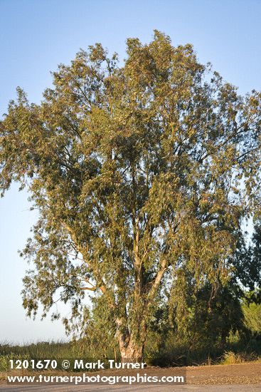 Tasmanian Bluegum