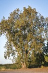 Tasmanian Bluegum