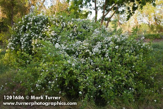 Multiflora Rose