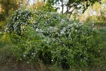 Multiflora Rose