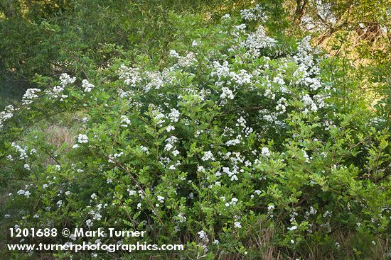 Multiflora Rose