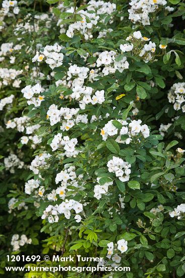 Multiflora Rose