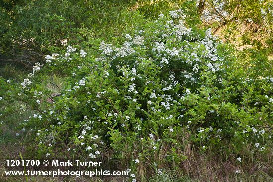 Multiflora Rose