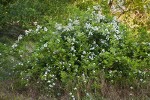 Multiflora Rose