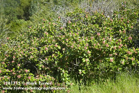 Sugar Sumac