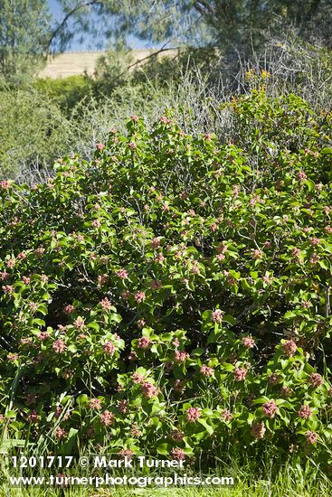 Sugar Sumac