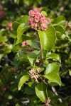 Sugar Sumac immature fruit & foliage