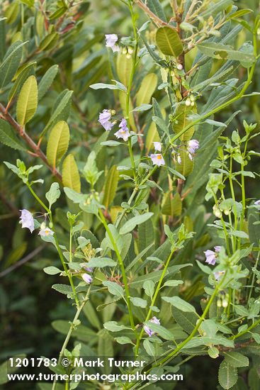 Parish's Nightshade