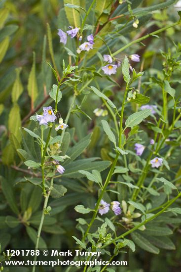 Parish's Nightshade