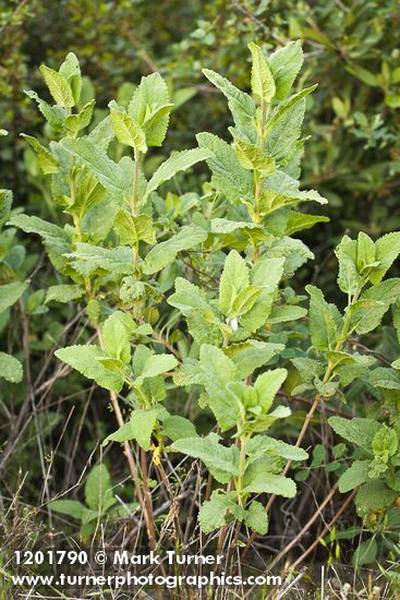 Woodbalm foliage