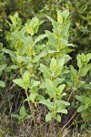Woodbalm foliage